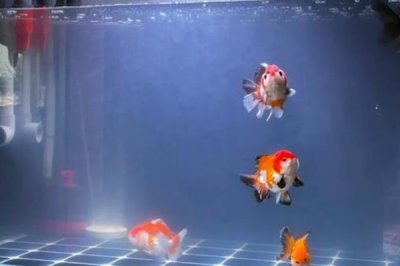 鱼缸的水会变绿的原因,可能是光照过多或过度施肥等