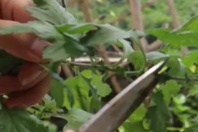 8月份能不能对菊花打顶，只能在当月上旬进行