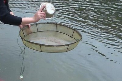 怎么养虾,每天早上、傍晚都要喂食