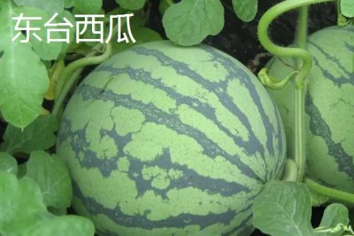 江苏东台的特产,有东台西瓜、发绣、咸鸭蛋等