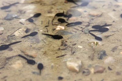 蝌蚪变成青蛙需要多久,经过80-150天左右便可完成蜕变