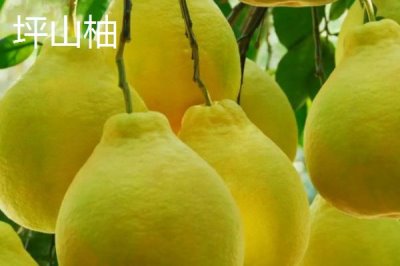 柚子何时成熟上市,一般集中在10-11月份