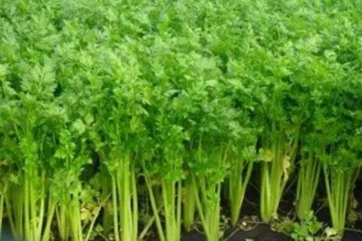 山东桓台县的特产,有马踏湖莲藕、荆家四色韭黄等