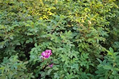 怎么养殖四季小玫瑰，平时每个星期浇水1-2次