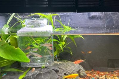 红鼻剪刀鱼好不好养,是一种比较好样的鱼