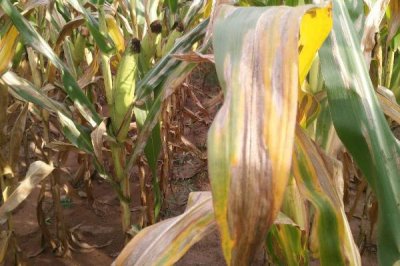 玉米圆斑病的症状，主要为害果穗