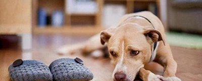 狗狗被惯坏的表现,表现为人来疯、无理取闹等