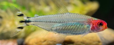 红鼻剪刀能长多大,身体长度一般在4-6厘米之间