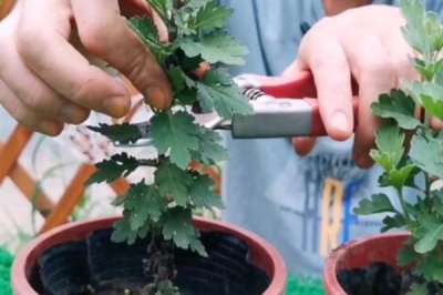 秋季怎么养护菊花，每天要晒光2-3小时