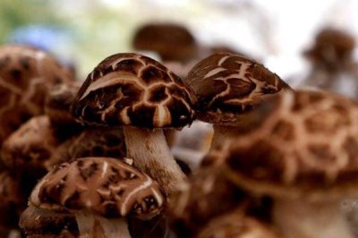 香菇的品种,常见以下9种