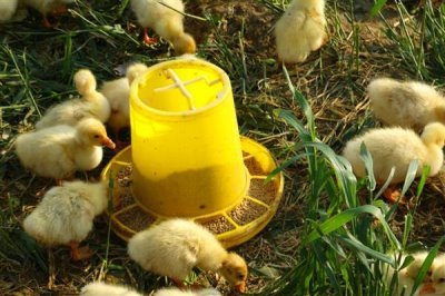 小鹅的食物，用菜叶搭配碎米饲喂雏鹅