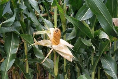 华耐甜糯101玉米种子特点,一次性播种全苗