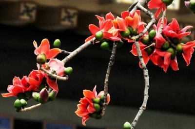 广州市的市花，市花是一座城市的绿色名片