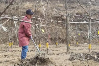 果树秋施基肥的时间，最佳时间是9月中下旬