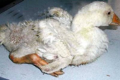 小鹅拉水便的原因,可能是得了白痢病