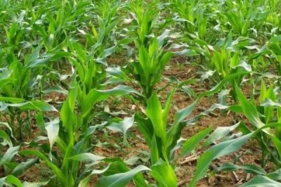 金地915玉米种子特点,春播出苗至成熟129天