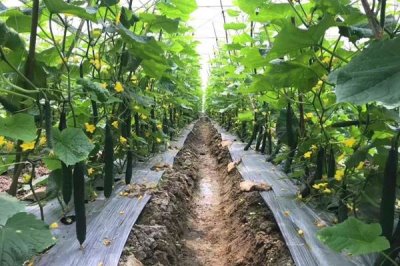 秋黄瓜的种植时间,8月初苗期可避开暑期高温