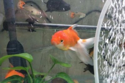 养金鱼的技巧,定期消毒可降低患病几率