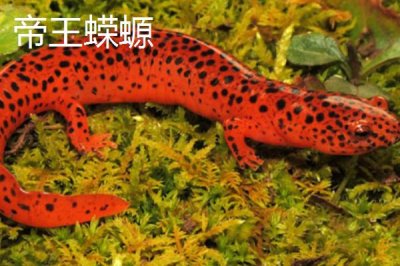 蝾螈的品种,帝王蝾螈已被列入濒危物种