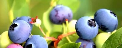 蓝莓不开花不结果的原因，可能是缺少光照、营养不均衡等因素造成