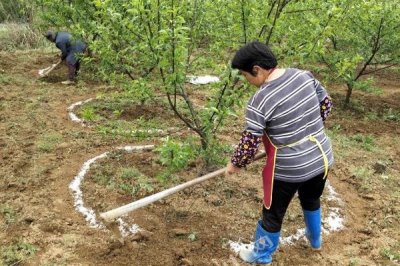 果树秋施基肥的时间，最佳时间是9月中下旬