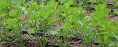 芹菜的原产地，原产于地中海沿岸的沼泽地带