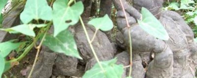 赤首乌的栽培方法,栽后须及时搭棚遮荫