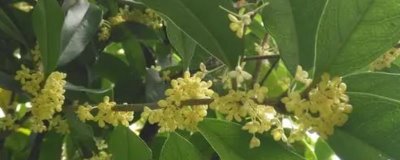 四季桂怎么种植,盆土要保持湿润、每天要提供足够的光照