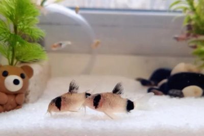 黄粉治疗鱼类什么病，对烂鳍病和出血病效果好