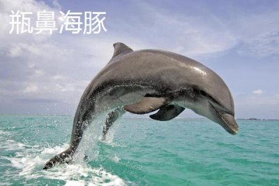 海豚是什么动物,是哺乳动物