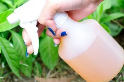 利用大蒜自制农药的方法,有以下4种