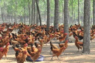 土鸡的散养要点,一定要选择好一点的鸡苗