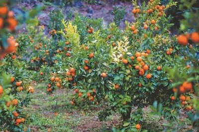 橘子的产地,分布在北纬16-37°之间