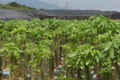 种植发财树的方法,将种子浸泡至膨胀裂开再播入盆土中