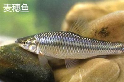 哪些鱼会捕食麦穗鱼,鲈鱼、翘嘴、狗鱼等鱼类会将其它小型鱼类当作食物
