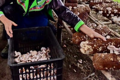 食用菌采收技术要点,通常在七八成熟的时候进行采收