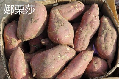 高产红薯品种，苏薯8号的平均产量达到8500斤
