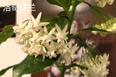 球兰什么时候换盆好，一年四季都可以换盆