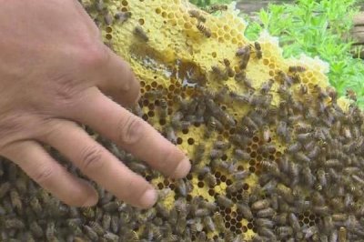 蜂王剪翅膀的坏处,百害而无一利