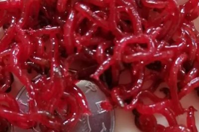 冬季气温突降是否好钓鱼，钓获的成功率并不高