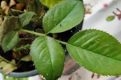 玫瑰花出现很多小虫子如何处理，喷洒洗洁精溶液可以使害虫掉落