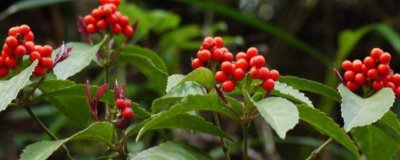 哪里卖草珊瑚种子,种子店和花木市场一般会有售卖