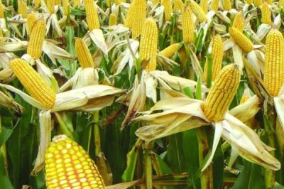 沃育669玉米种简介,注意防治苗期病虫害