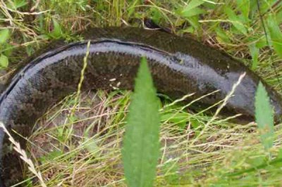 黑鱼是海水鱼还是淡水鱼,是一种淡水底栖性的鱼类