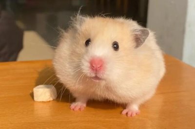 仓鼠怎么降火,一定要立刻调整饮食