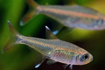 草缸适合养什么鱼,适合养青苔鼠、玛丽鱼、小精灵和灯鱼等