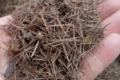 如何促使虎皮兰冒新芽，要为其提供良好的透气环境