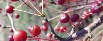 农村常见野果,荆棘丛中常见羊奶果