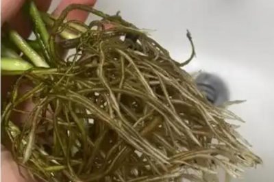 让绿萝两天爆盆的方法，放在光线明亮处充分接受光照