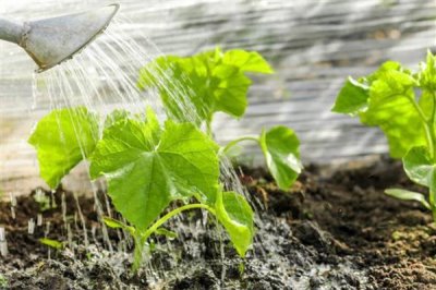 黄瓜从种植到收获的所需时间，经过90-120天左右才能采收